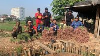 Petani Kota Tangerang Panen Bawang Merah hingga 600 Kilogram