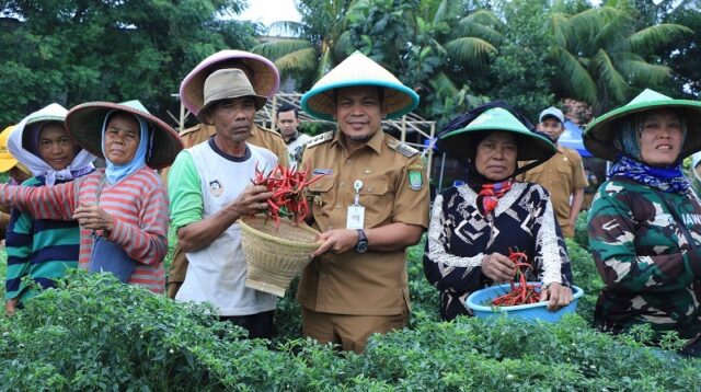 Pj Walikota Tangerang Ikut Panen Cabe