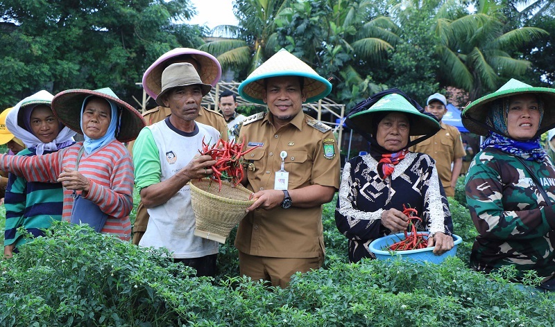 Pj Walikota Tangerang Ikut Panen Cabe