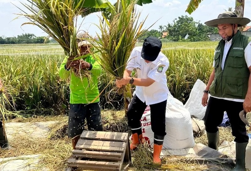 Kelompok Tani Sukses Terapkan Metode Jajar Legowo