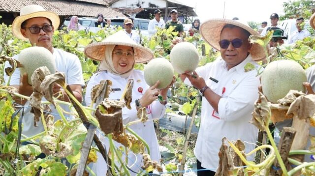 Perkuat Ketahanan Pangan, Wabup Intan Panen Melon di Kaliasin