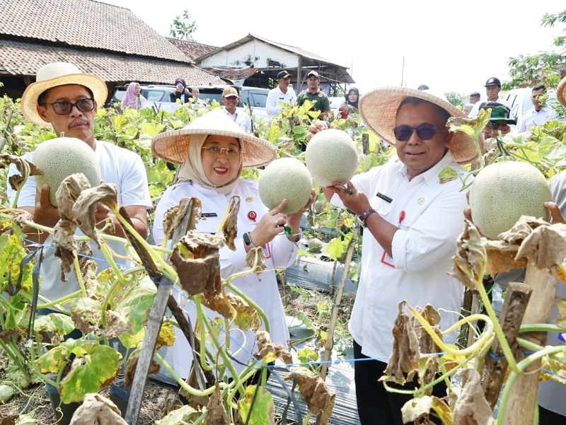 Perkuat Ketahanan Pangan, Wabup Intan Panen Melon di Kaliasin