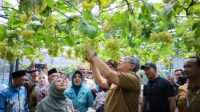 Walikota Tangsel Ikut Panen Raya Anggur di Ciputat