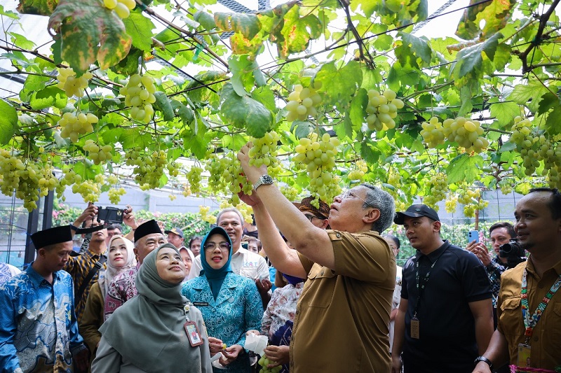 Walikota Tangsel Ikut Panen Raya Anggur di Ciputat