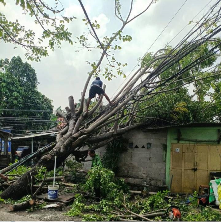 Pemkot Tangerang Luncurkan “Si GAMPANG”, Cek Kondisi Pohon dan Klaim Asuransi Anti Ribet
