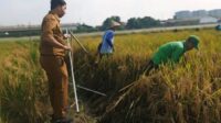 PRODUKSI PADI Pemkot Tangerang Gelar Ubinan untuk Tingkatkan Produksi Padi