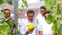SEKDA PANEN MELON Sekda Tangerang Apresiasi Anak Muda Kembangkan Pertanian Modern