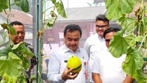 SEKDA PANEN MELON Sekda Tangerang Apresiasi Anak Muda Kembangkan Pertanian Modern