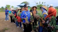 Walikota Tangerang Panen Bawang dan Melon Bersama Petani