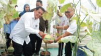 BUPATI MELON Bupati Tangerang Resmikan Greenhouse dan Panen Perdana Melon
