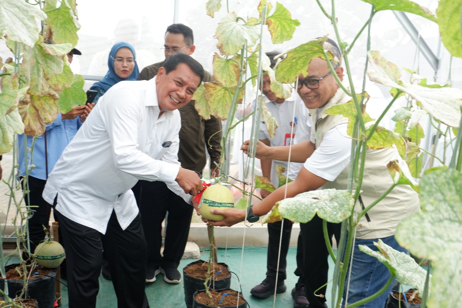 Bupati Tangerang Resmikan Greenhouse dan Panen Perdana Melon