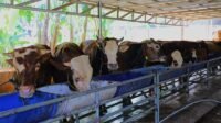 Jelang Iduladha, Pemkot Tangsel Perketat Pengawasan Hewan Kurban