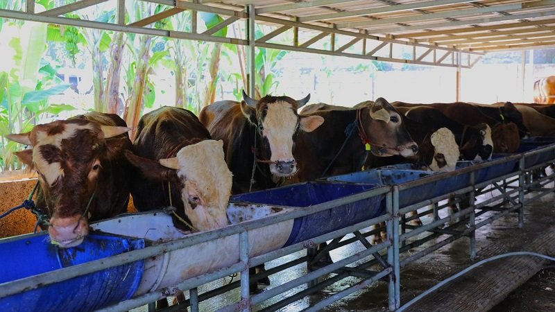 Jelang Iduladha, Pemkot Tangsel Perketat Pengawasan Hewan Kurban