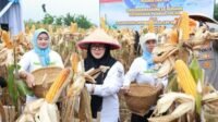 Wabup Tangerang Hadiri Panen Raya Jagung Bersama Polres Tangsel