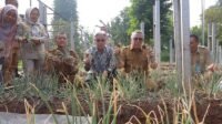 BENYAMIN BAWANG Benyamin Sambut Panen Perdana Bawang Merah di Tangsel