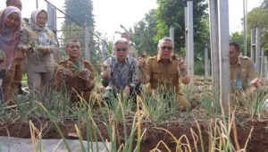 Benyamin Sambut Panen Perdana Bawang Merah di Tangsel