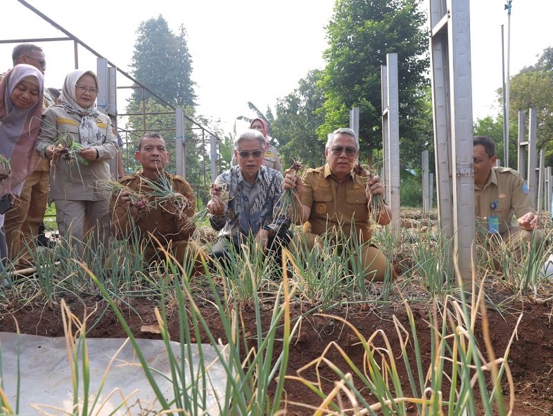 BENYAMIN BAWANG Benyamin Sambut Panen Perdana Bawang Merah di Tangsel