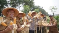 Panen Jagung di Batuceper Jadi Bagian Program Swasembada Pangan 2026